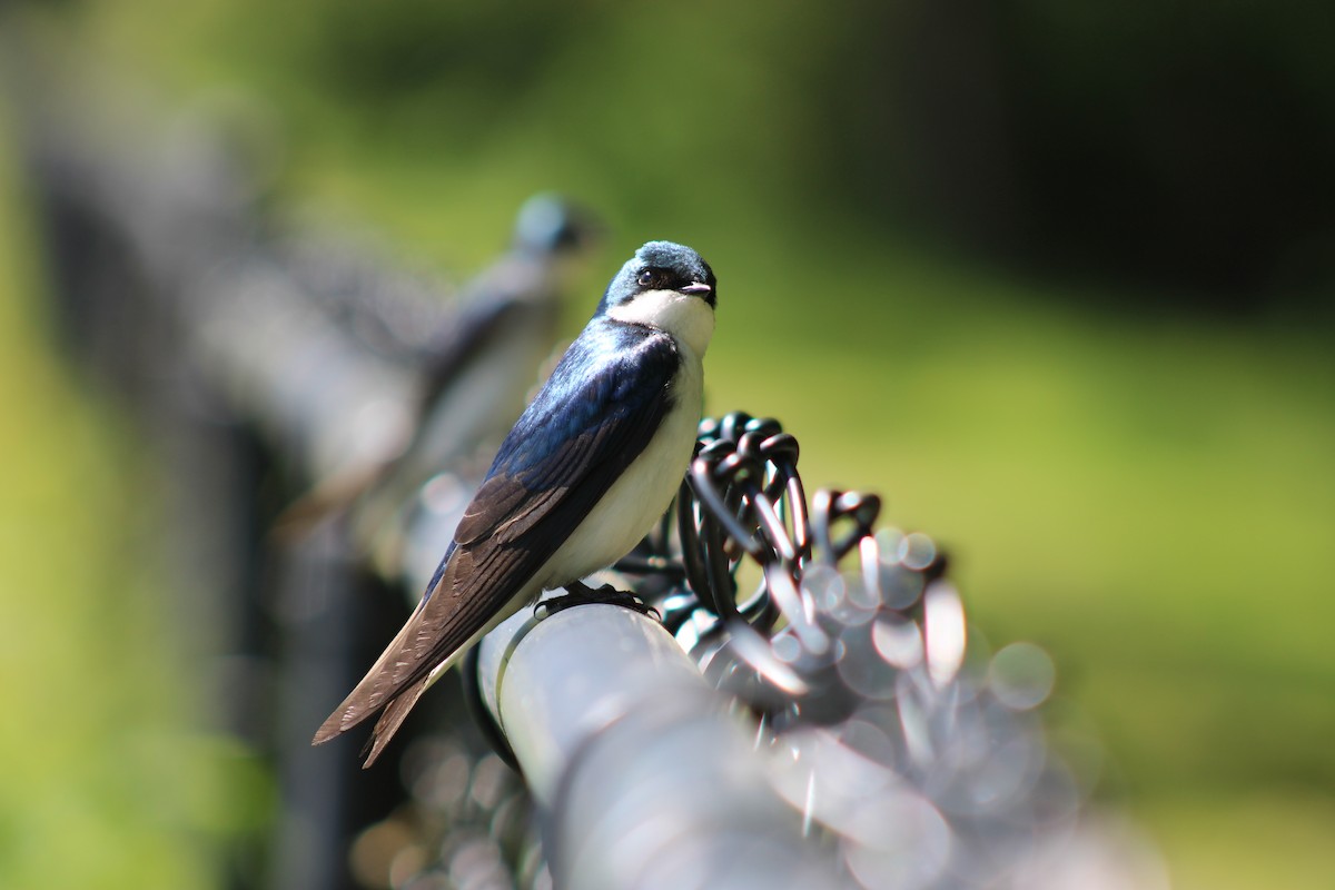 Golondrina Bicolor - ML619867294