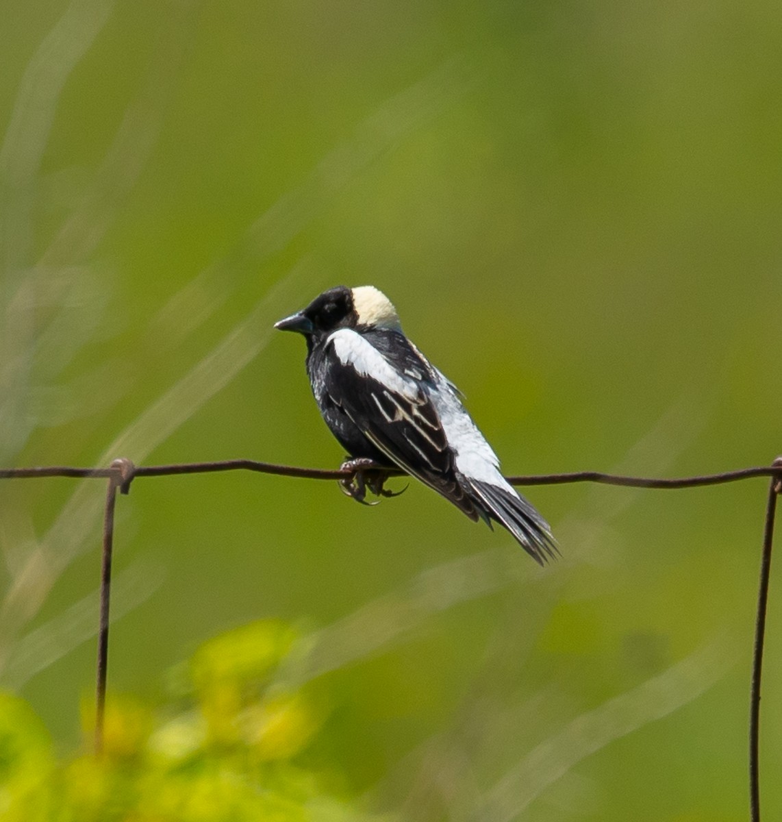 Bobolink - ML619867297