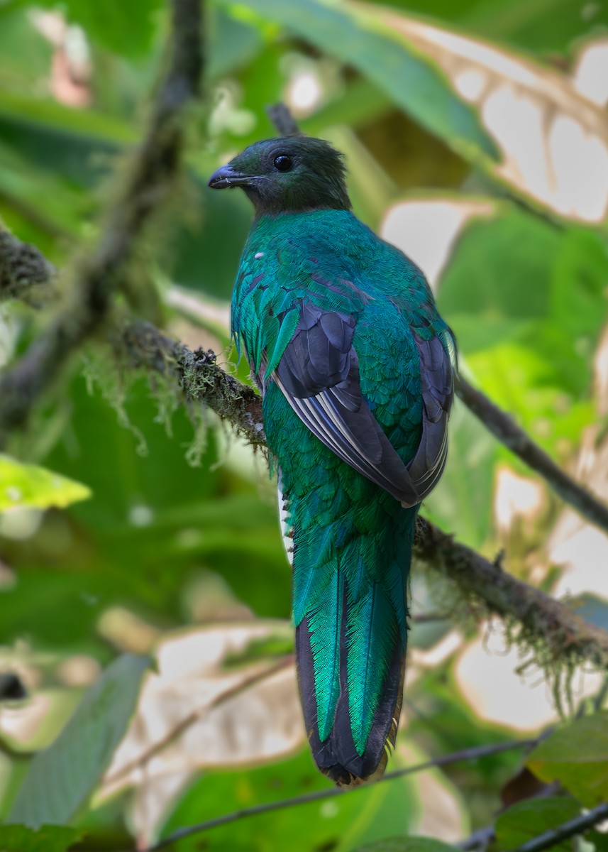 Resplendent Quetzal (Costa Rican) - ML619867302