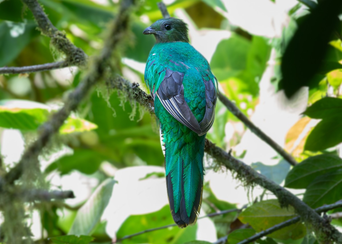 Quetzal Guatemalteco (costaricensis) - ML619867303