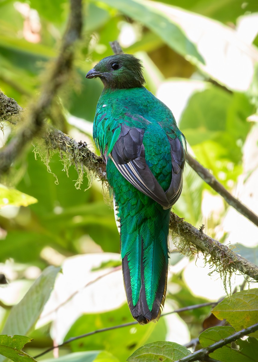 Quetzal resplendissant (costaricensis) - ML619867304