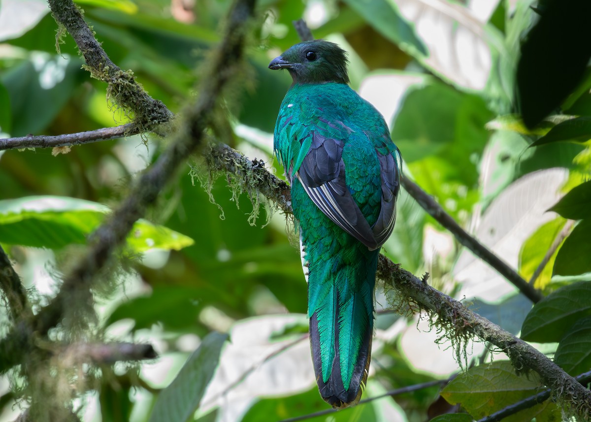 Quetzal resplendissant (costaricensis) - ML619867305