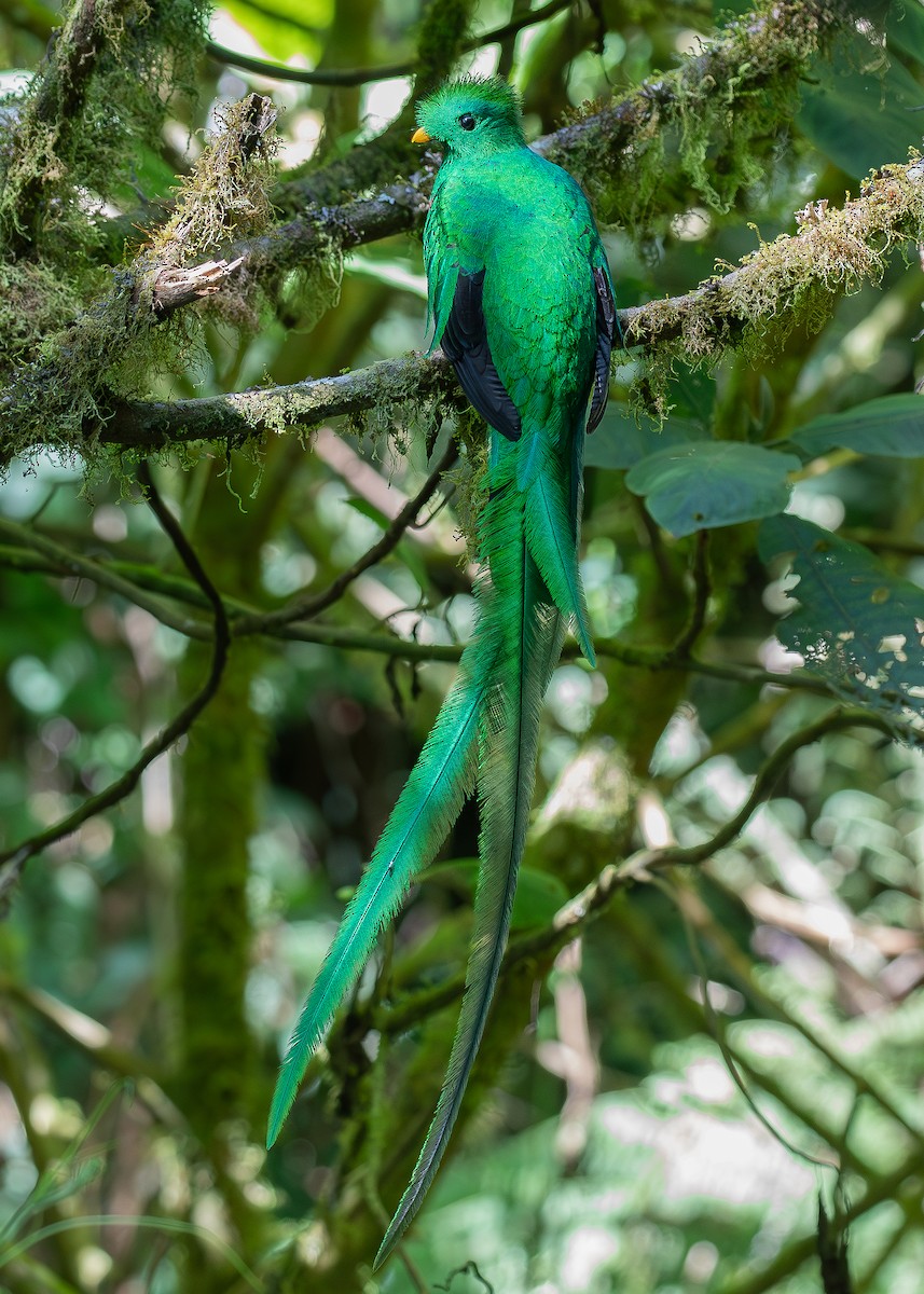 Resplendent Quetzal (Costa Rican) - ML619867306