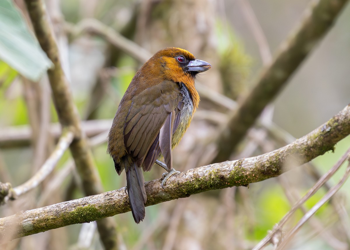 Prong-billed Barbet - ML619867311