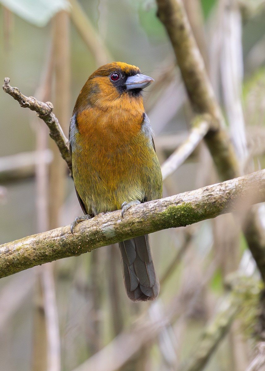 Güdük Barbet - ML619867312