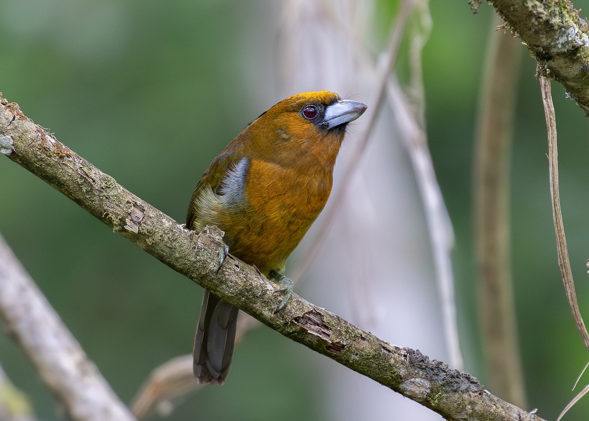 Prong-billed Barbet - ML619867313