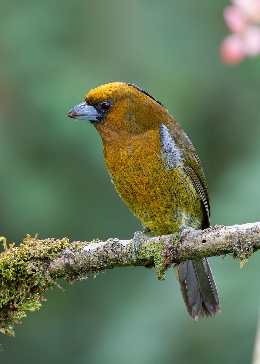 Prong-billed Barbet - ML619867314