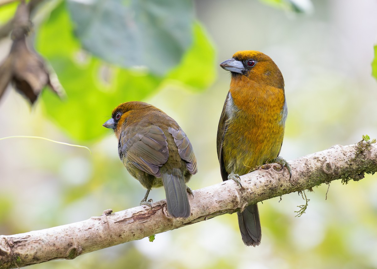 Güdük Barbet - ML619867315