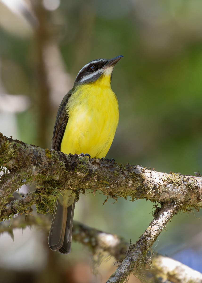 Golden-bellied Flycatcher - ML619867328