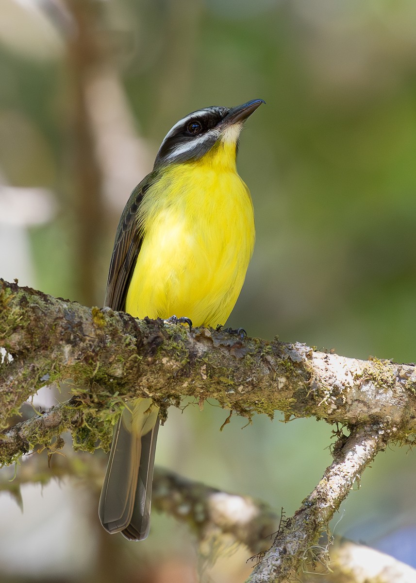 Golden-bellied Flycatcher - ML619867329