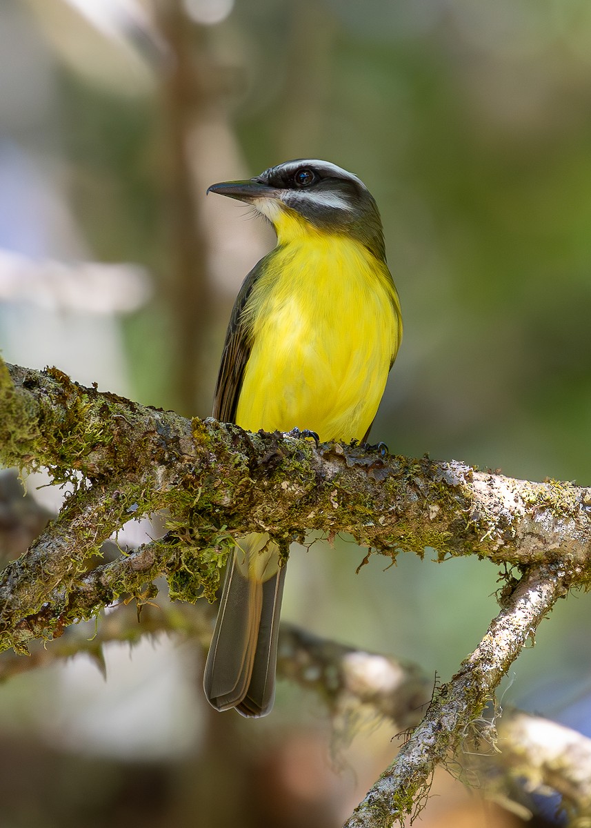 Golden-bellied Flycatcher - ML619867330