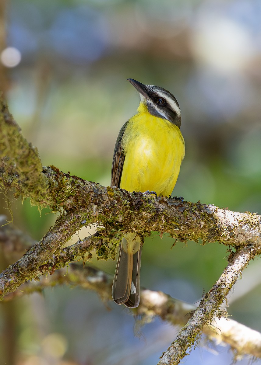 Golden-bellied Flycatcher - ML619867331