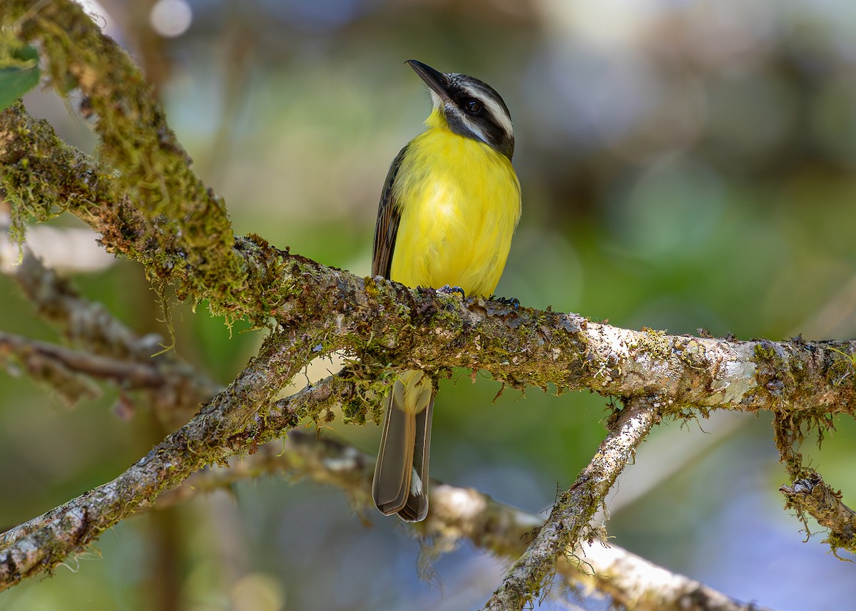 Golden-bellied Flycatcher - ML619867334