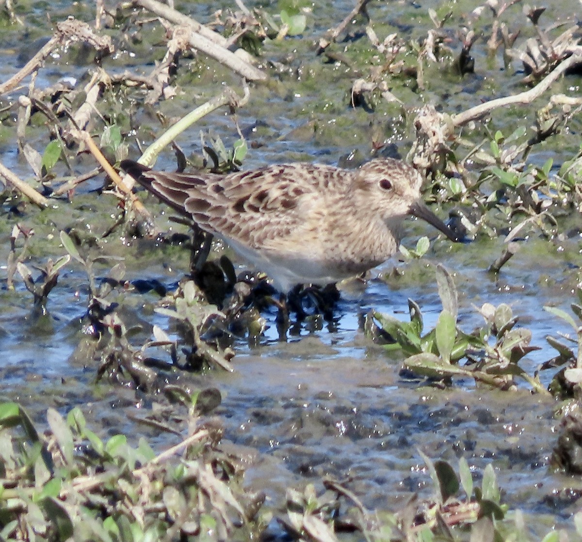 Baird's Sandpiper - ML619867341