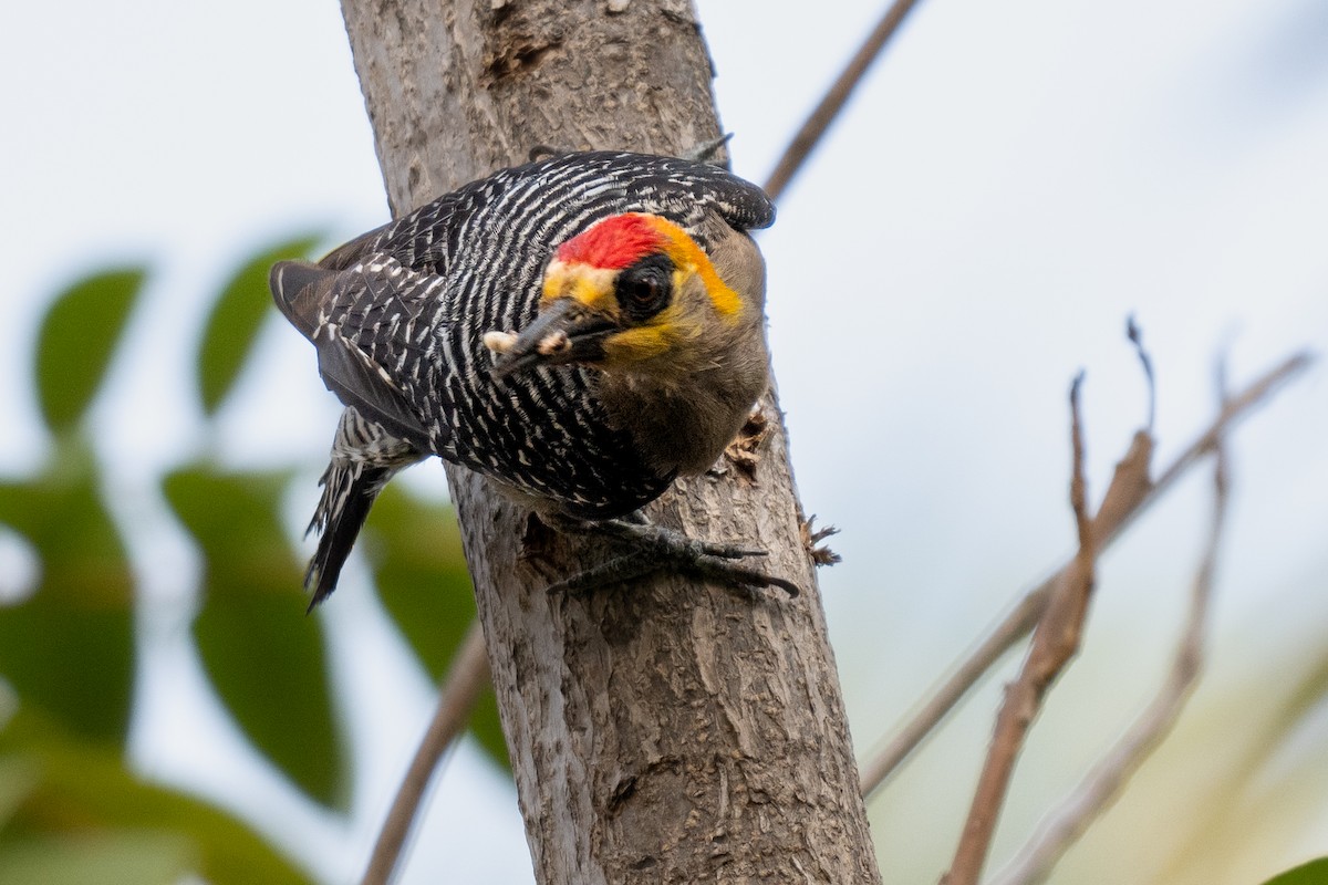 Golden-cheeked Woodpecker - ML619867344