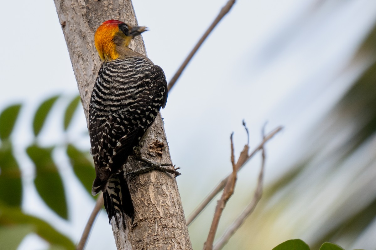Golden-cheeked Woodpecker - ML619867345