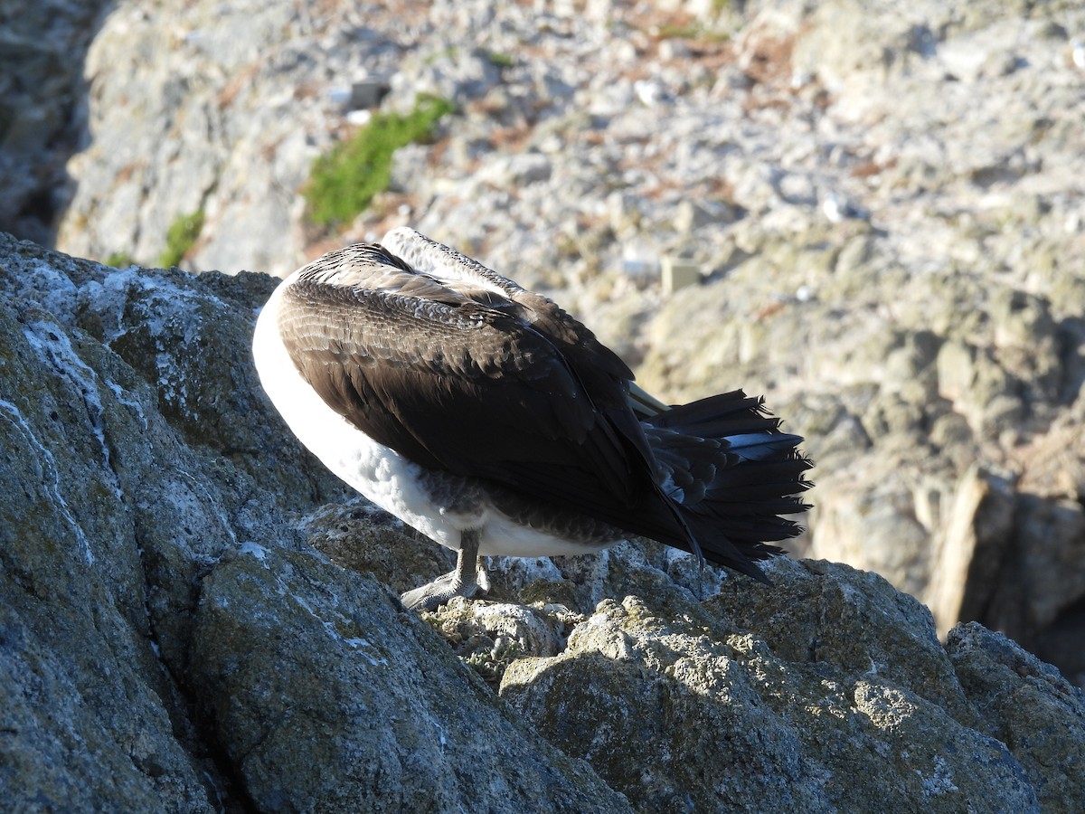 Nazca Booby - ML619867348