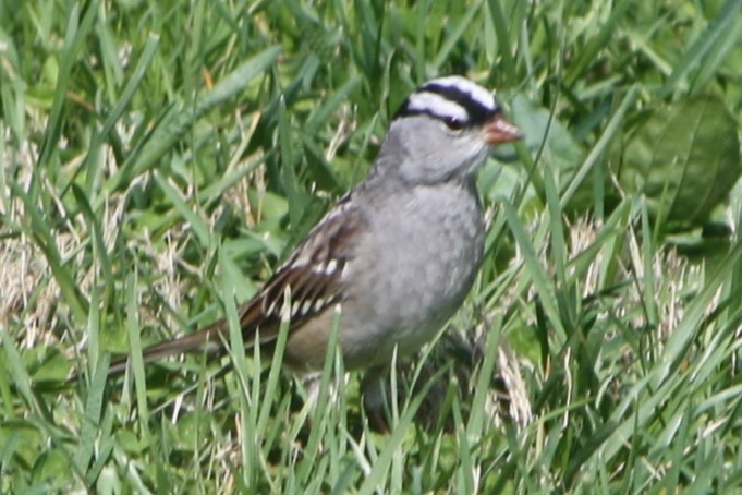White-crowned Sparrow - ML619867352