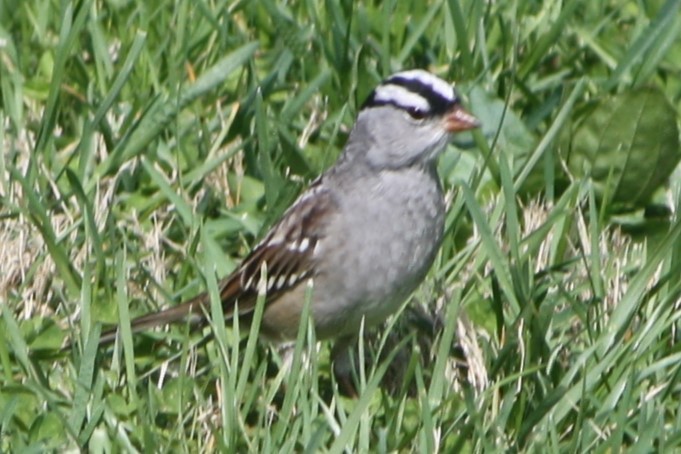 Bruant à couronne blanche - ML619867352