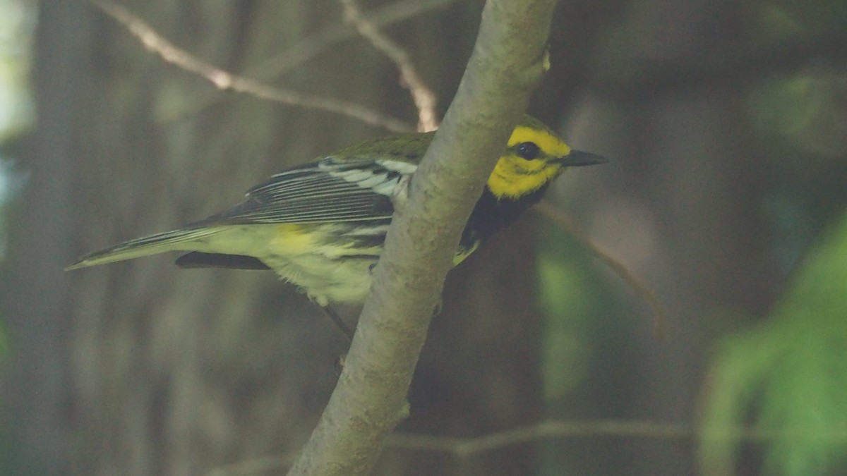 Black-throated Green Warbler - ML619867354