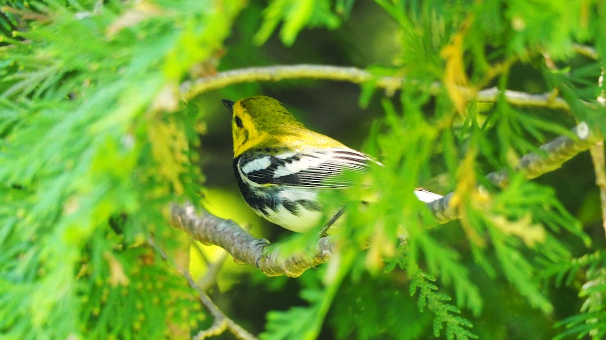 Black-throated Green Warbler - ML619867355