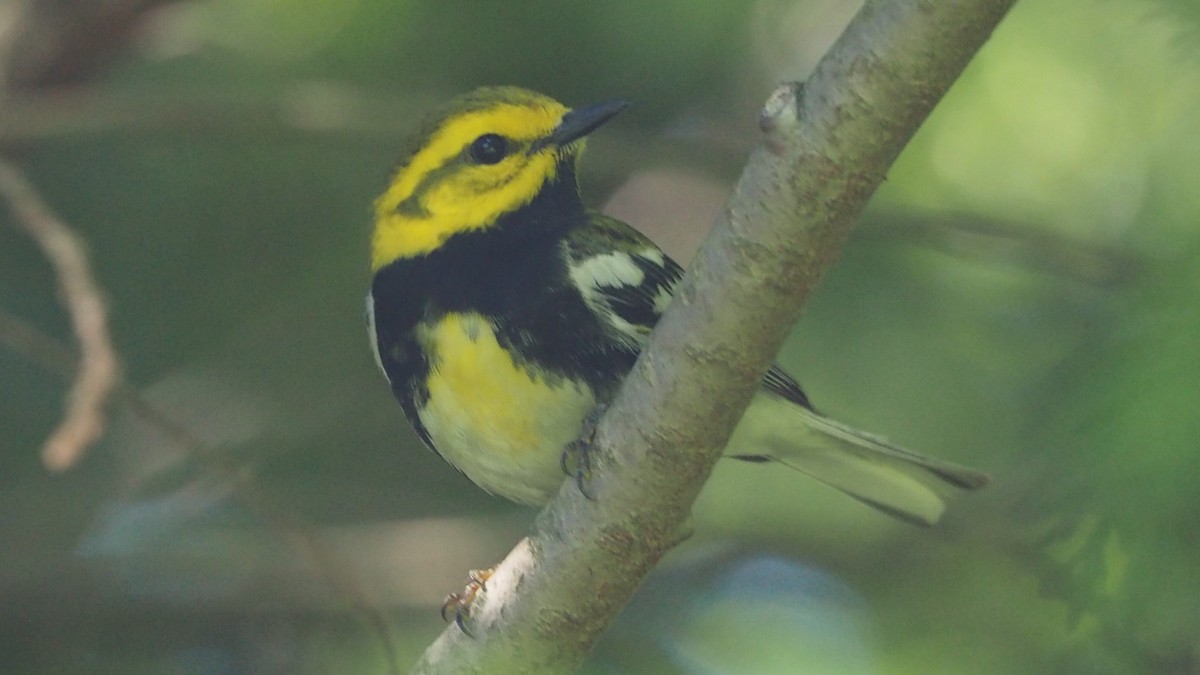 Black-throated Green Warbler - ML619867356