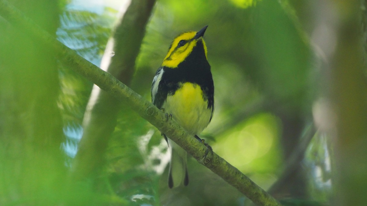 Black-throated Green Warbler - ML619867357