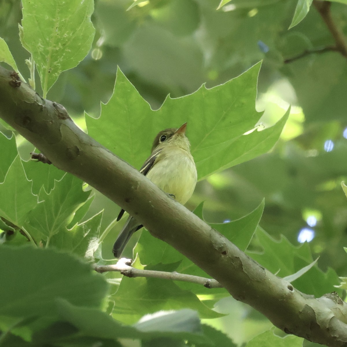 Yellow-bellied Flycatcher - ML619867381