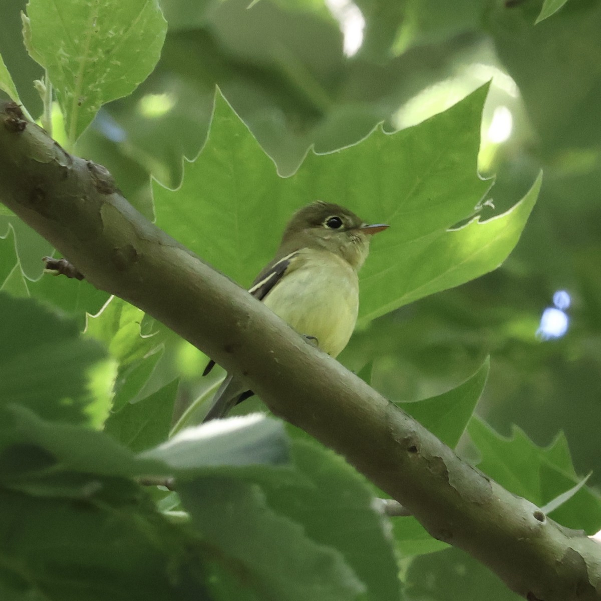 Yellow-bellied Flycatcher - ML619867382