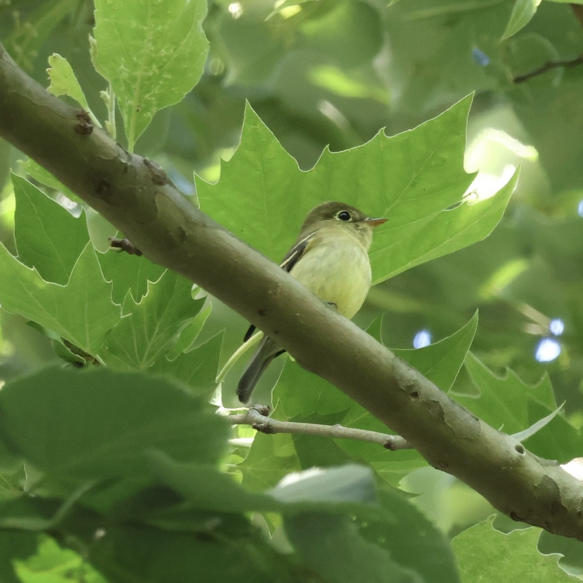 Yellow-bellied Flycatcher - Parsley Steinweiss