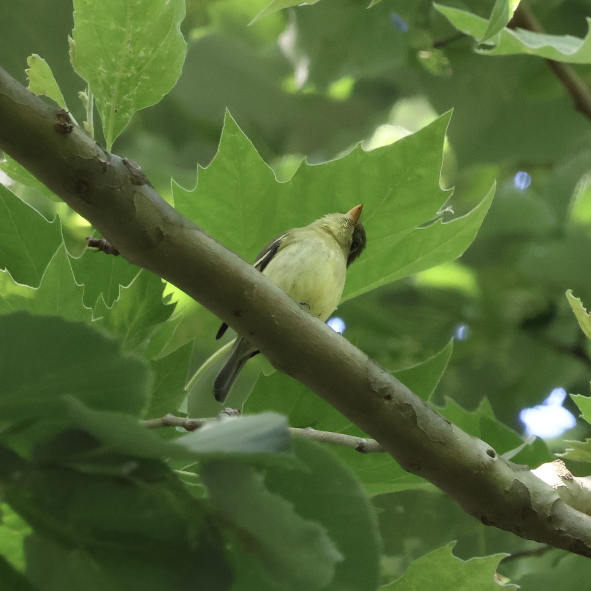 Yellow-bellied Flycatcher - ML619867385