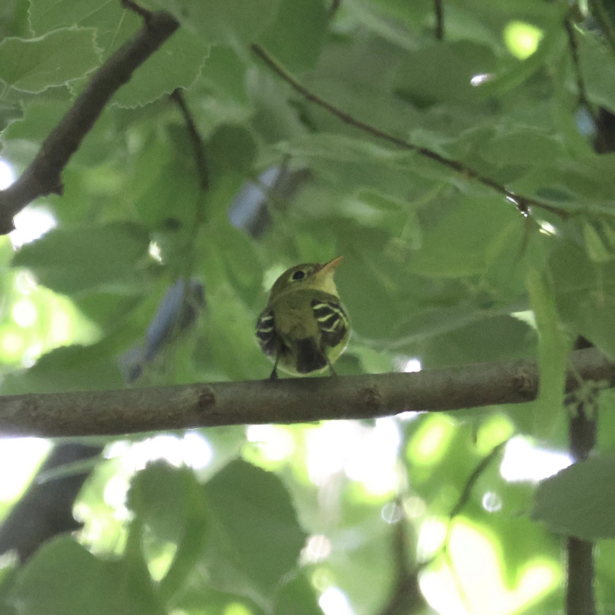 Yellow-bellied Flycatcher - ML619867388