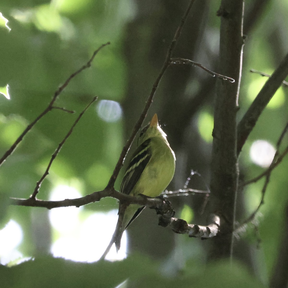 Yellow-bellied Flycatcher - ML619867390