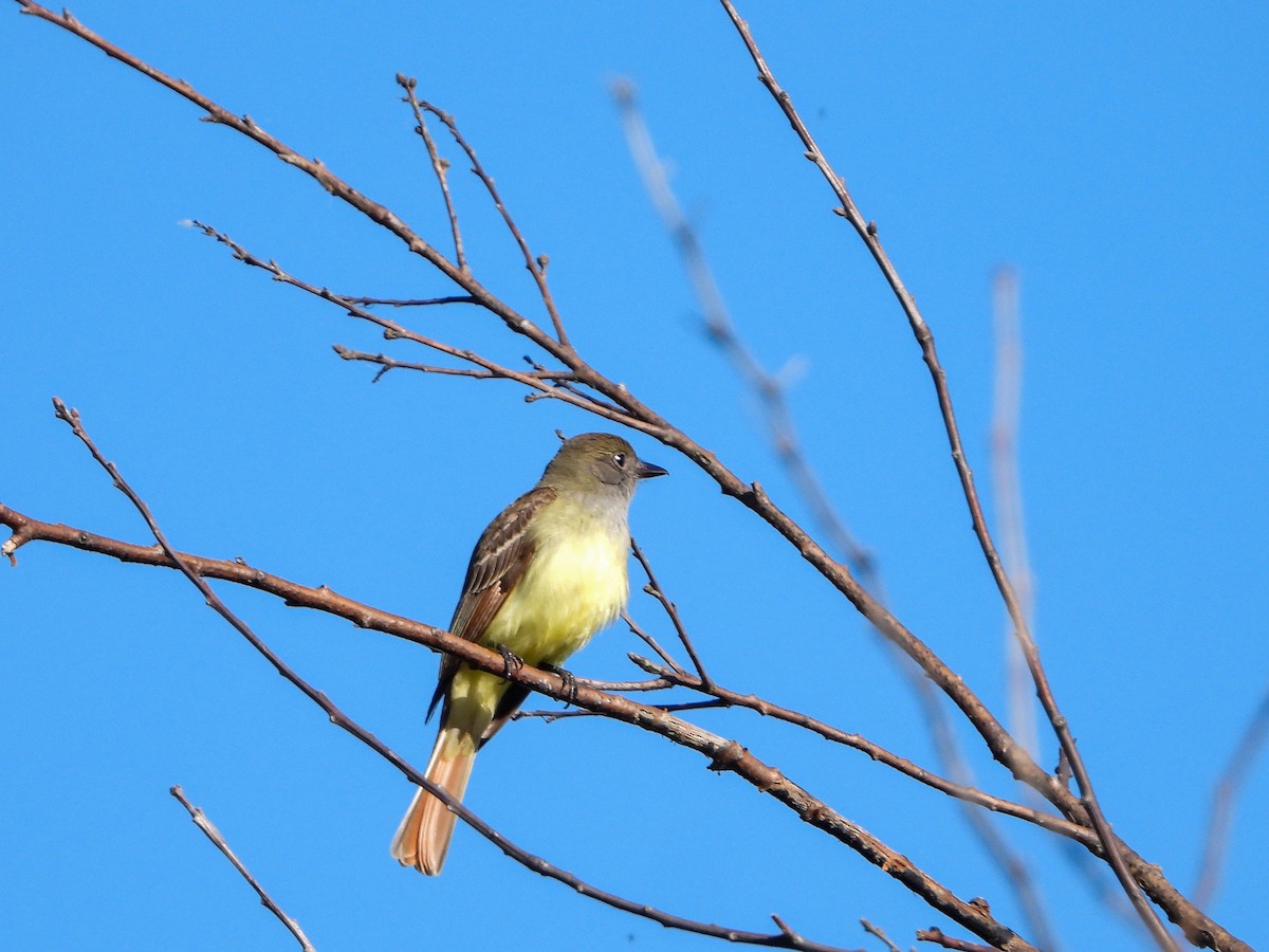 Great Crested Flycatcher - ML619867394