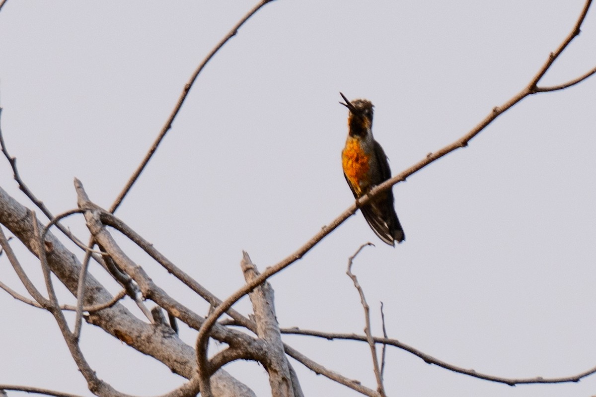 kolibřík ryšavý - ML619867399