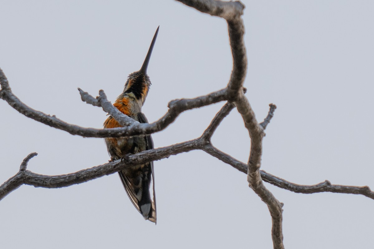 kolibřík ryšavý - ML619867400