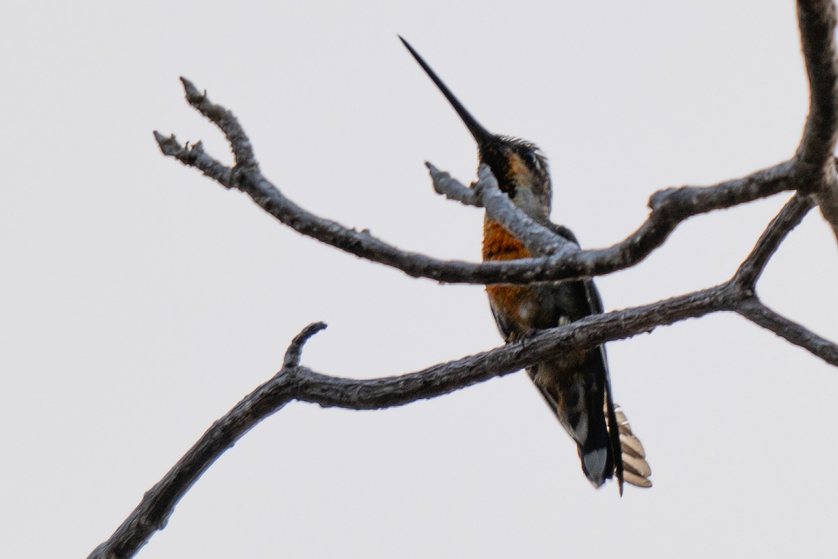 kolibřík ryšavý - ML619867401