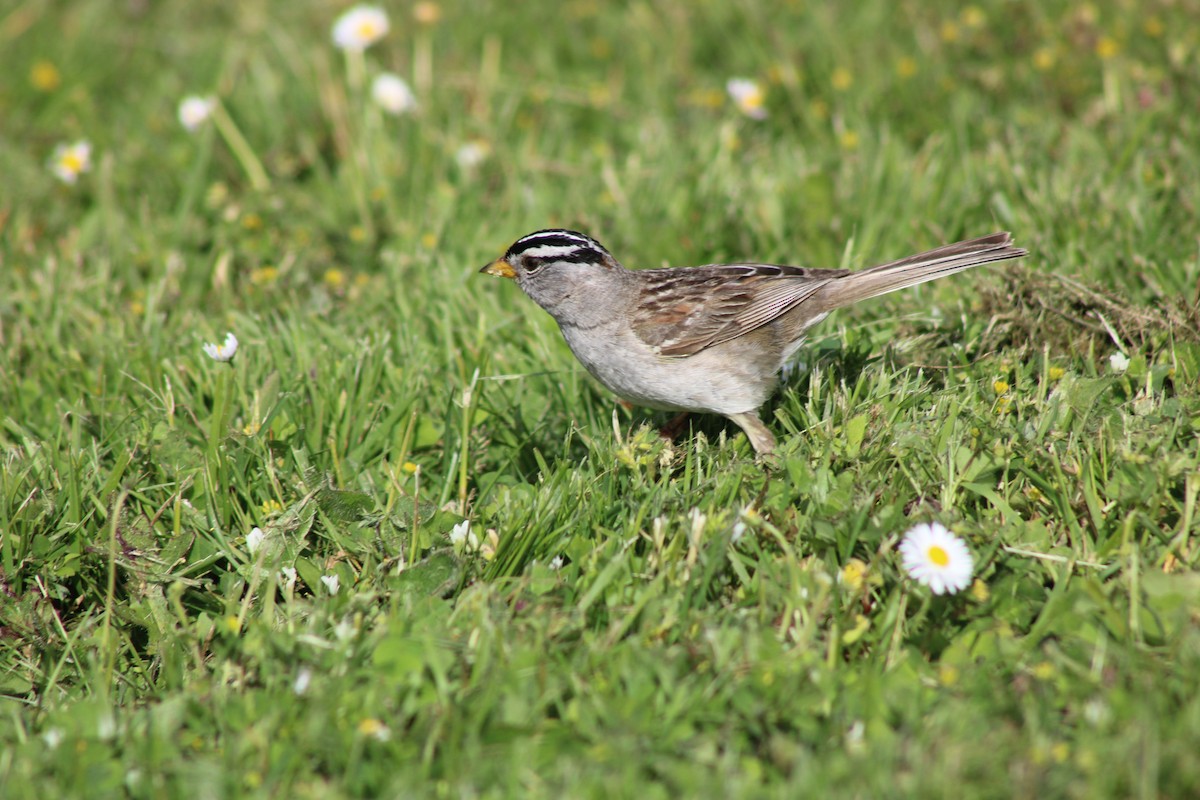 White-crowned Sparrow - ML619867404