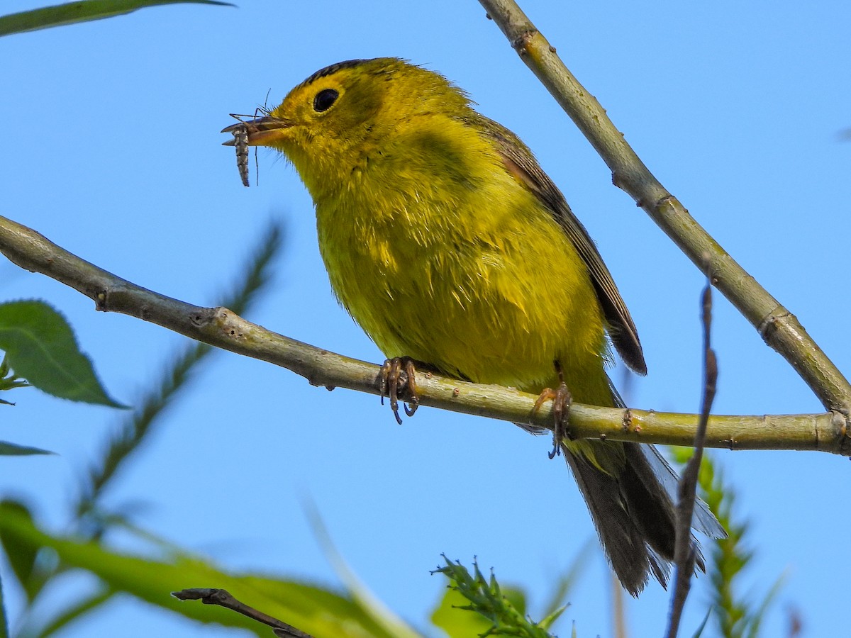 Wilson's Warbler - ML619867407