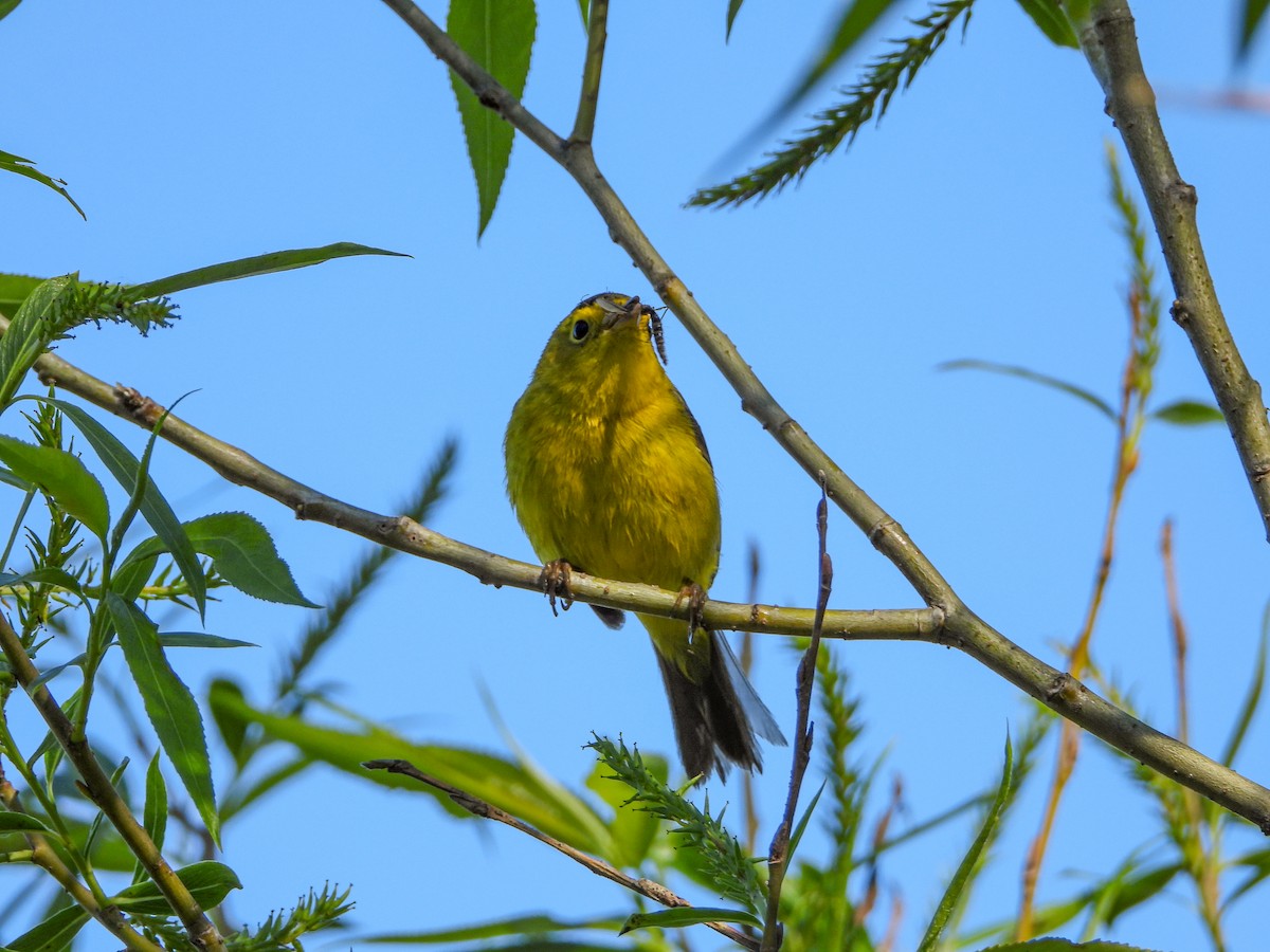 Wilson's Warbler - ML619867408