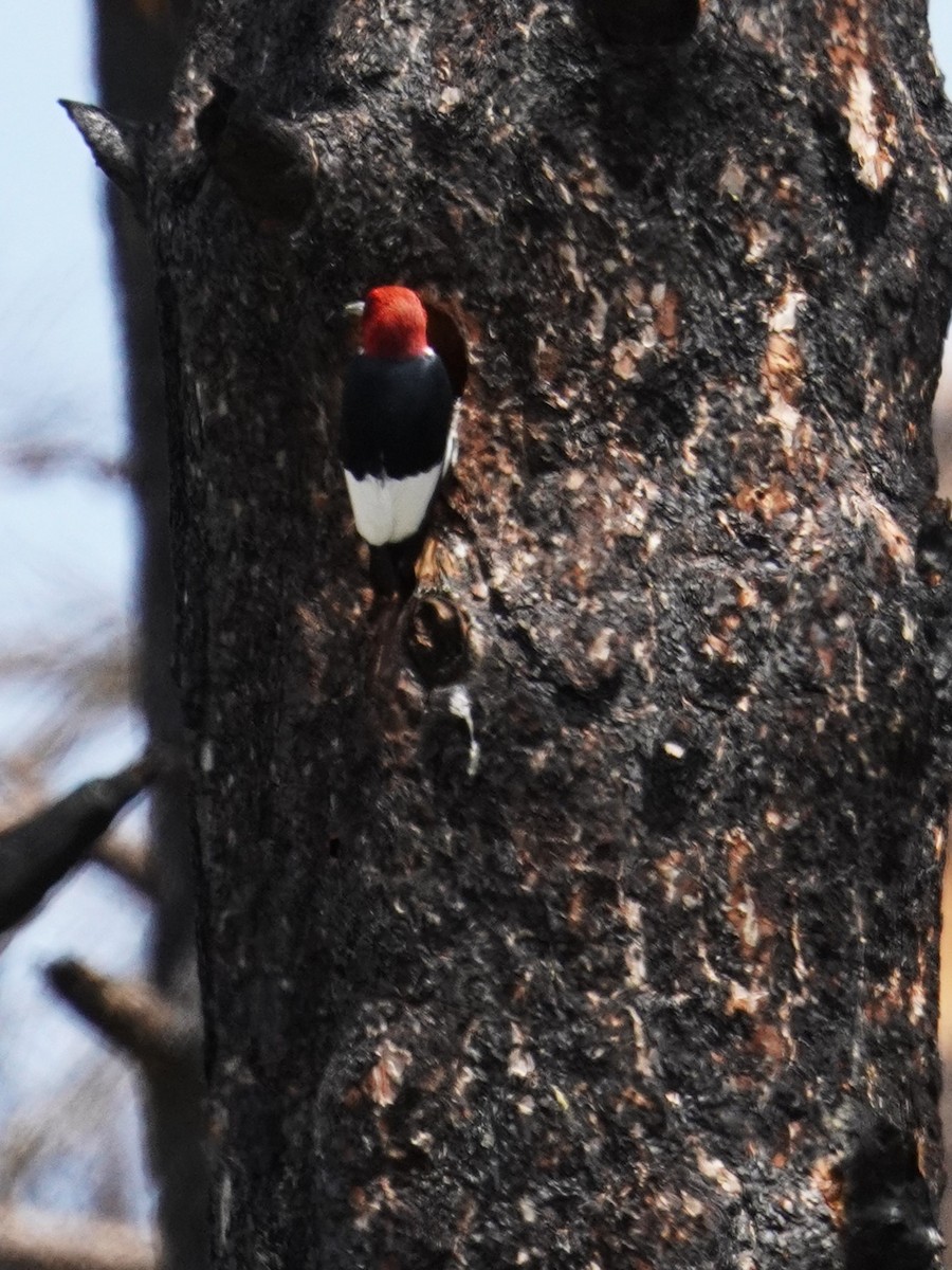 Red-headed Woodpecker - ML619867412