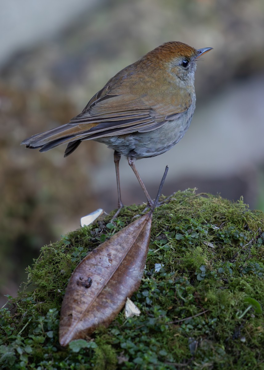 Black-billed Nightingale-Thrush - ML619867417