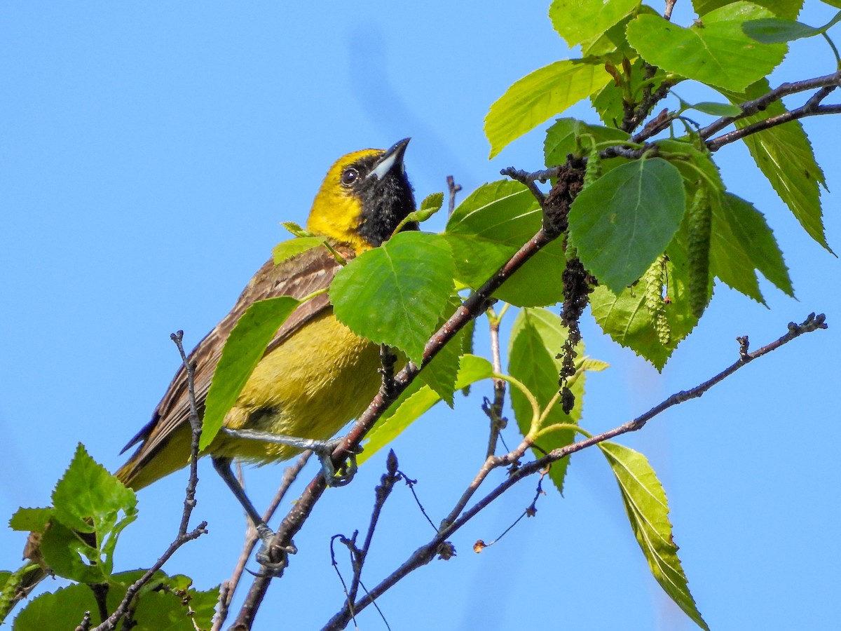 Orchard Oriole - ML619867419