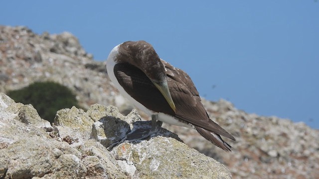 Nazca Booby - ML619867432