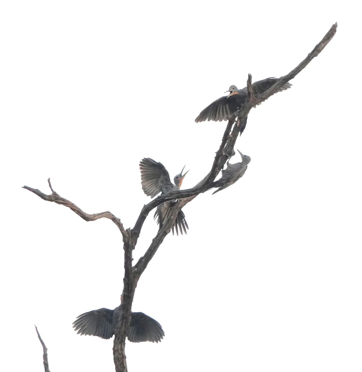 Great Slaty Woodpecker - ML619867455