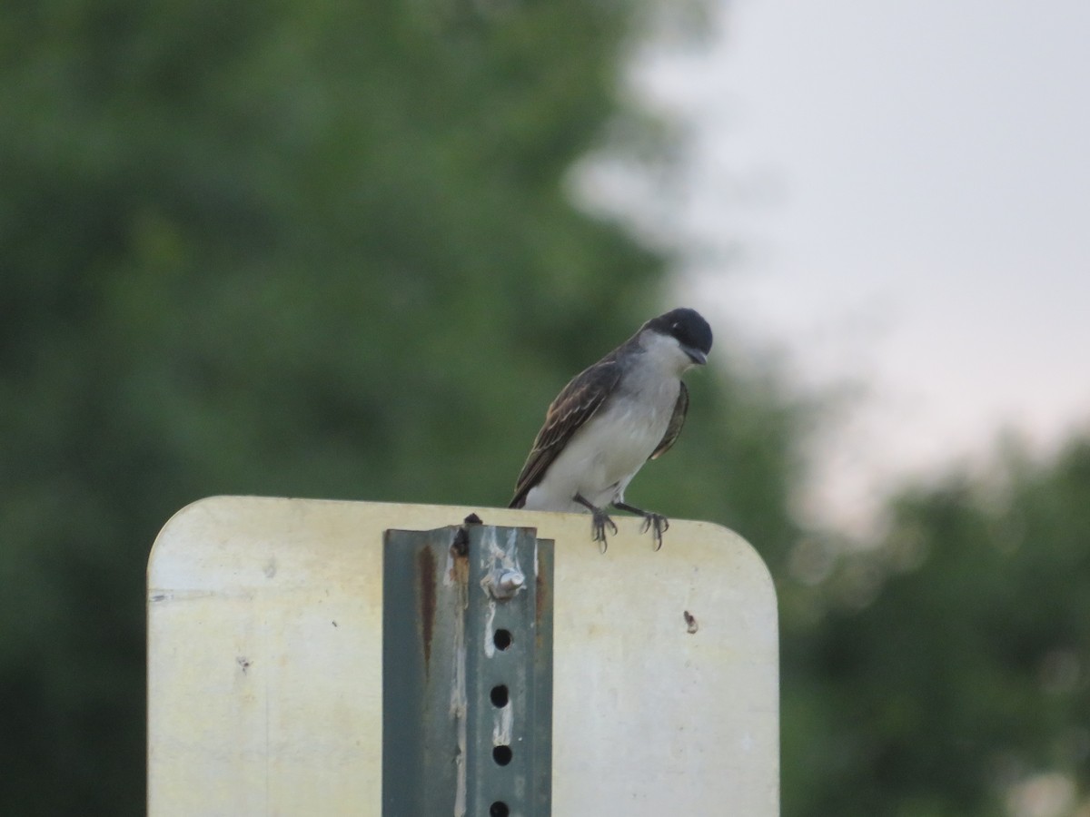 Eastern Kingbird - ML619867457