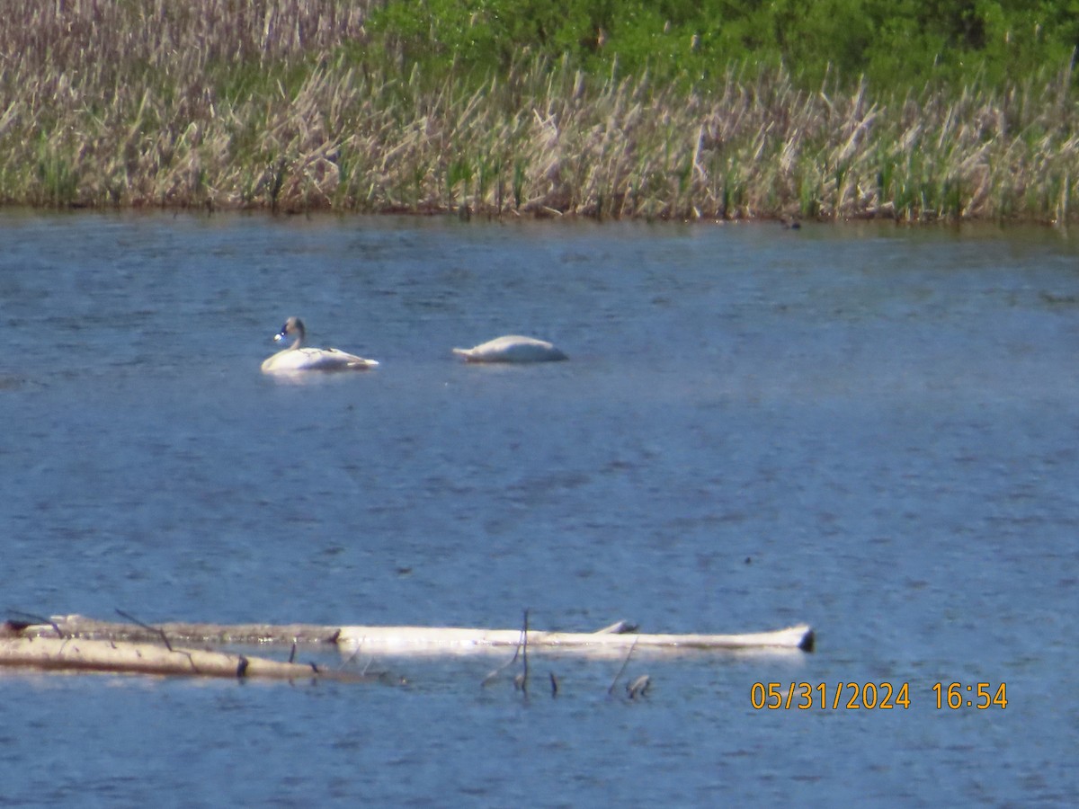 Trumpeter Swan - ML619867463