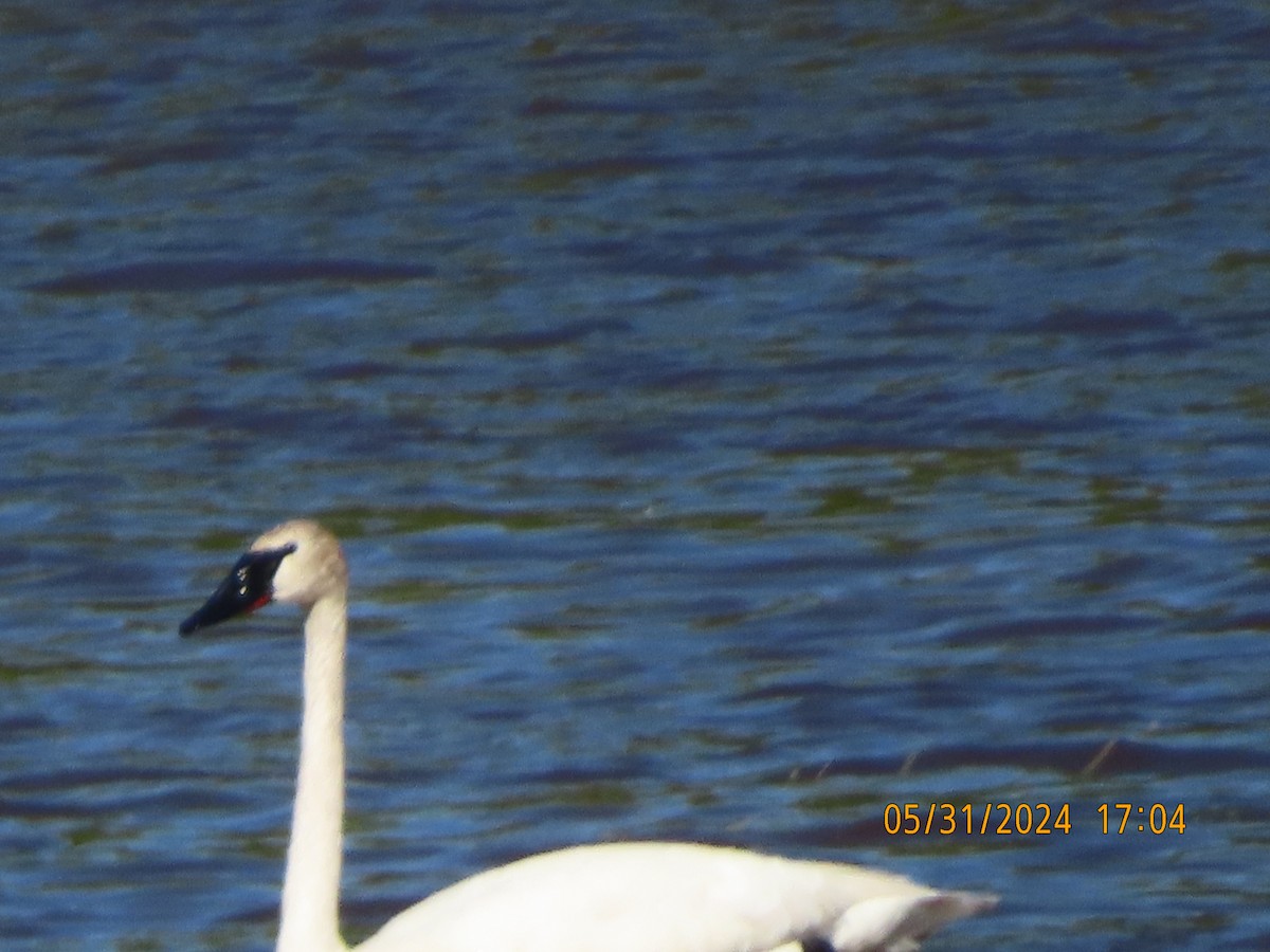 Trumpeter Swan - ML619867469