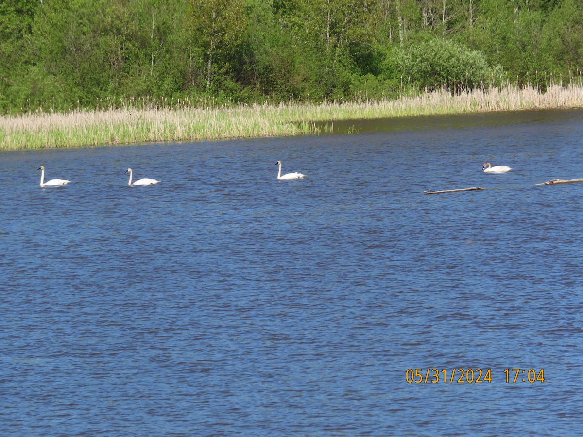 Cisne Trompetero - ML619867471