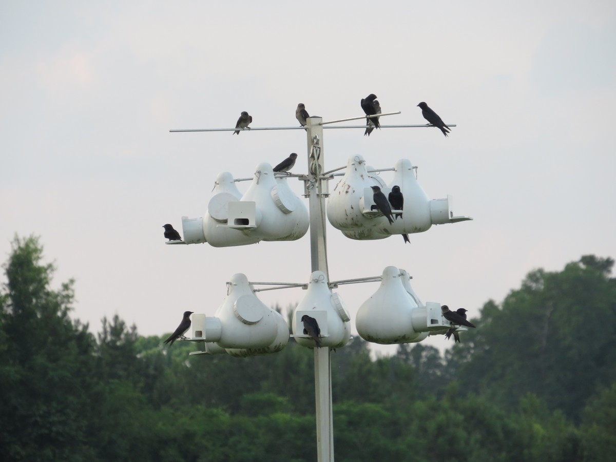 Purple Martin - ML619867474